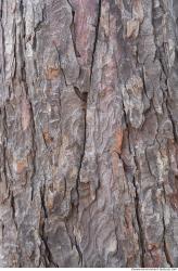 Tree Bark